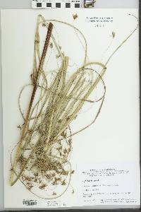 Cyperus longus image