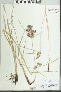 Cyperus longus image