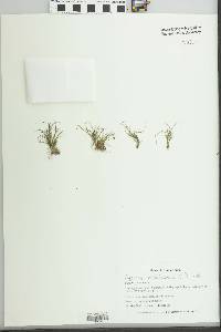 Cyperus michelianus image