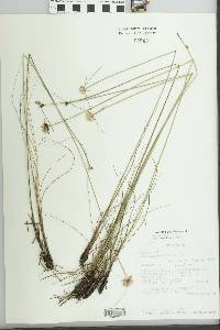 Cyperus niveus var. leucocephalus image