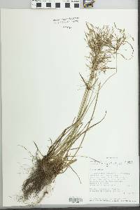 Cyperus polystachyos image