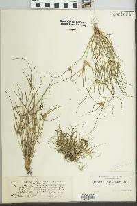 Cyperus pygmaeus image