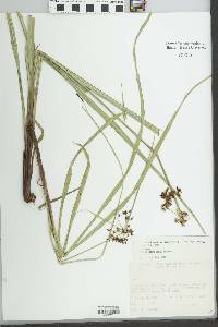 Cyperus tabina image