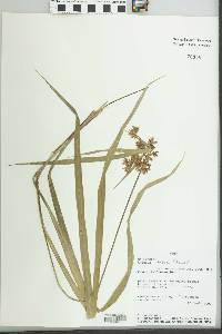 Cyperus tabina image