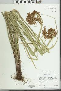 Cyperus tabina image