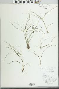 Cyperus tenerrimus image