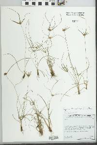 Cyperus tenerrimus image