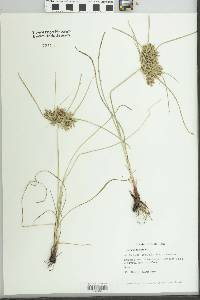 Cyperus tenuis image