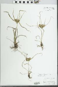 Cyperus tenuis image