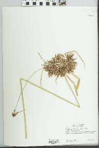 Cyperus dioicus image