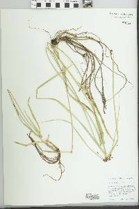 Cyperus dioicus image