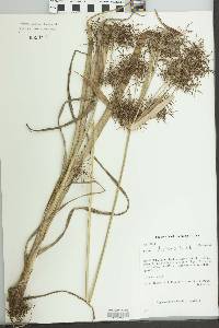 Cyperus distans image
