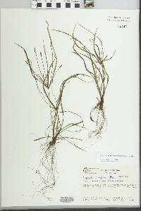 Cyperus simplex image