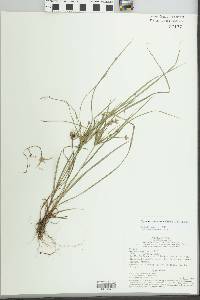 Cyperus simplex image