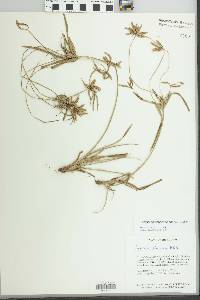 Cyperus simplex image