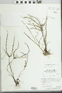 Cyperus simplex image