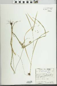 Cyperus panamensis image