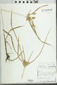 Cyperus panamensis image