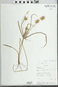 Cyperus panamensis image