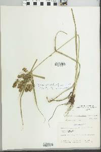 Cyperus pseudothyrsiflorus image