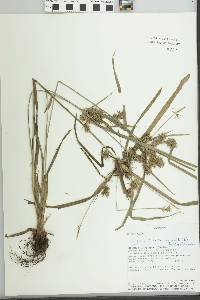 Cyperus panamensis image