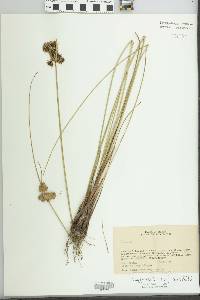 Cyperus reflexus image