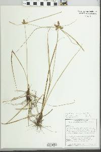 Cyperus regiomontanus image