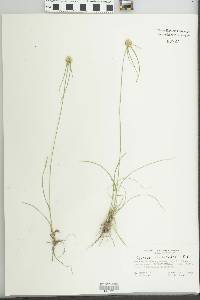 Cyperus seslerioides image