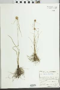 Cyperus seslerioides image