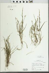 Cyperus simplex image