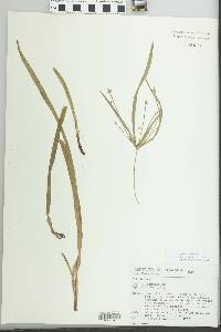 Cyperus simplex image