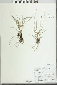 Cyperus simplex image