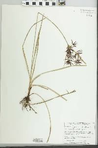 Cyperus rotundus image