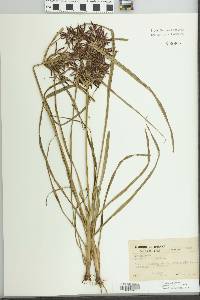 Cyperus rotundus image