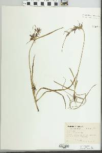 Cyperus rotundus image