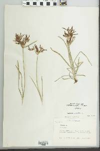 Cyperus rotundus image