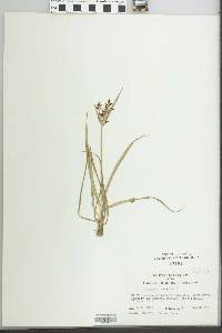 Cyperus rotundus image