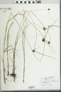 Cyperus sanguineoater image