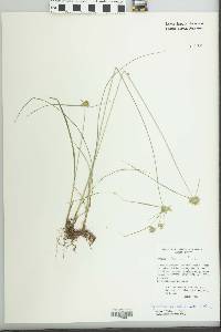 Cyperus sanguineo-ater image