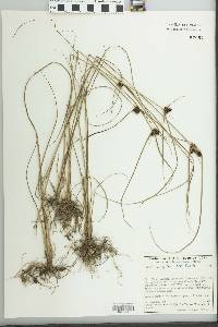 Cyperus sanguineo-ater image