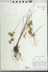 Cyperus calderoniae image