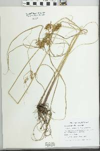 Cyperus spectabilis image