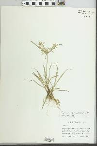 Cyperus sphacelatus image