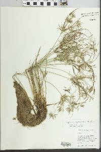 Cyperus sphacelatus image