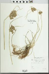 Cyperus surinamensis image