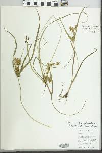 Cyperus hermaphroditus image