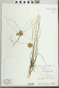 Cyperus lanceolatus image