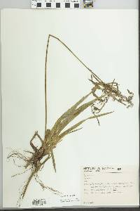 Cyperus laxus image