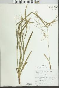 Cyperus laxus image