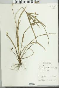 Cyperus laxus image